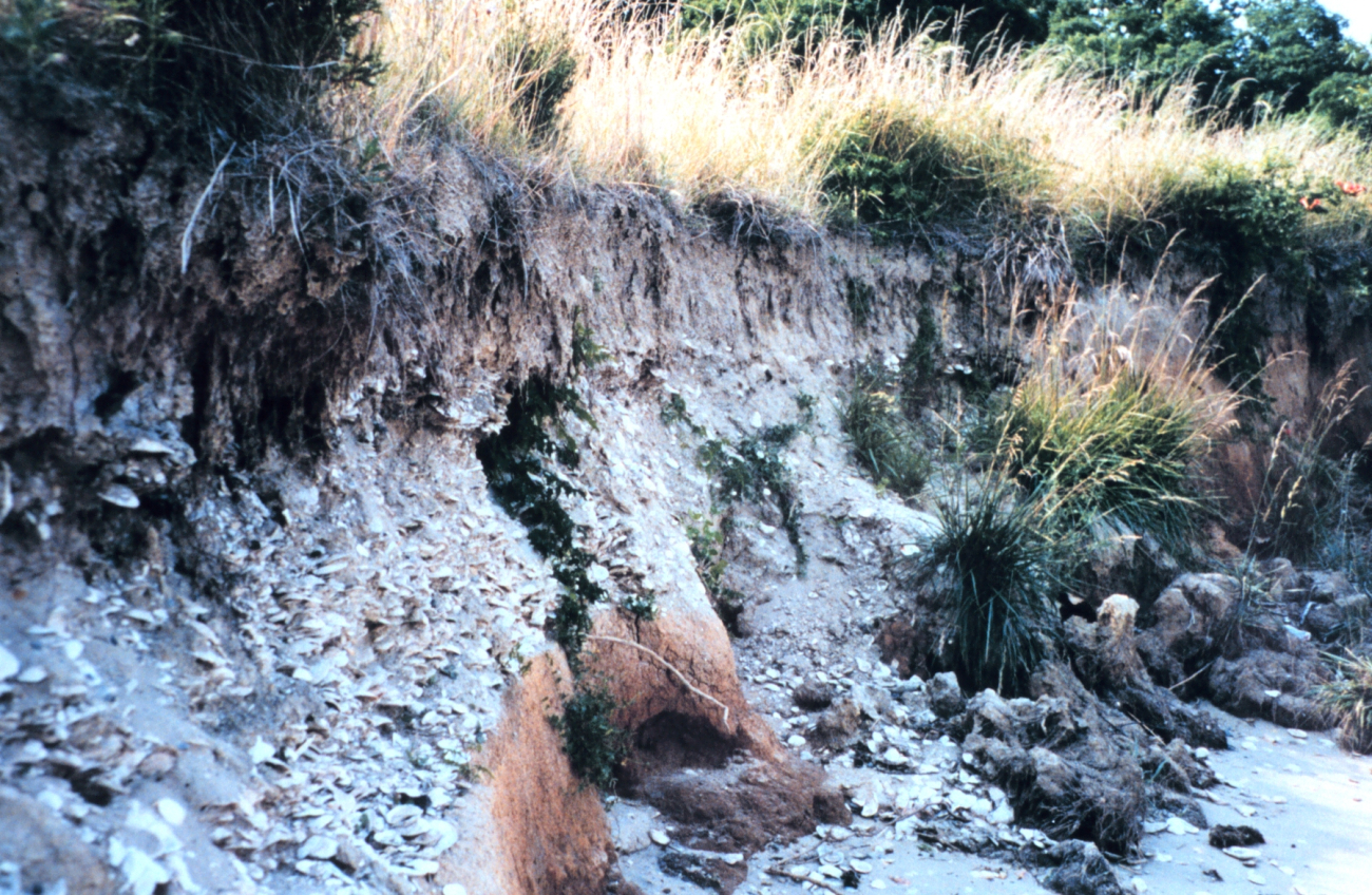 Eroded cliffs along the Tred Avon River reveal buried piles of oyster shells (Image credit: Mary Hollinger) Eroded cliffs along the Tred Avon River reveal buried piles of oyster shells