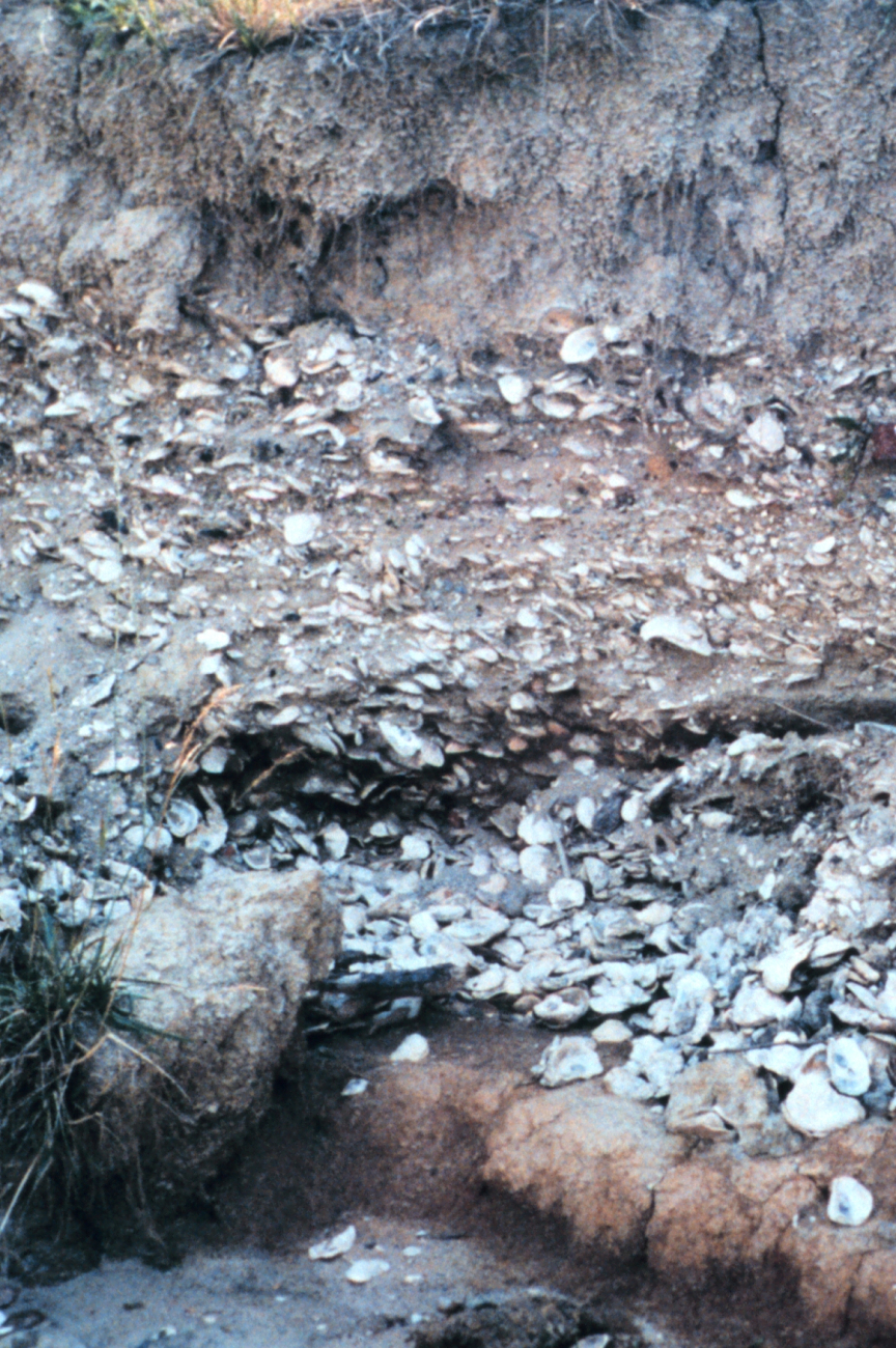 Eroded cliffs along the Tred Avon River reveal buried piles of oyster shells (Image credit: Mary Hollinger) Eroded cliffs along the Tred Avon River reveal buried piles of oyster shells