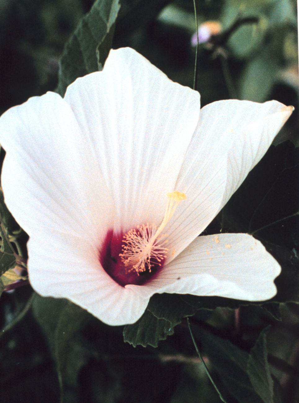 A white marsh hibiscus flower in bloom (Image credit: Mary Hollinger) A white marsh hibiscus flower in bloom