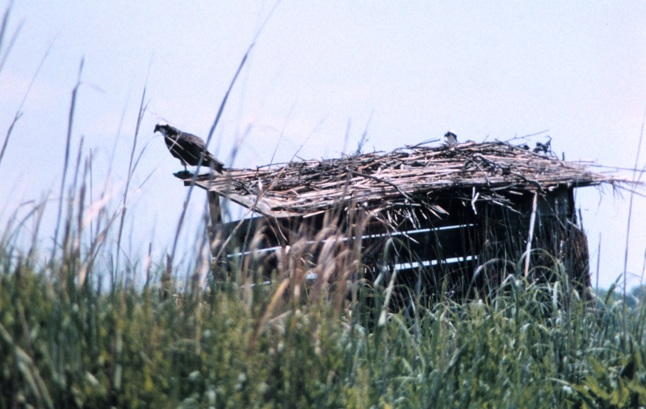 Ospreys nesting along a Patuxent River duck blind (Image credit: Mary Hollinger) Ospreys nesting along a Patuxent River duck blind