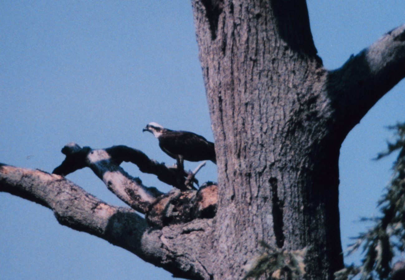 Profile view of an osprey perched in a dead tree (Image credit: Mary Hollinger) Profile view of an osprey perched in a dead tree
