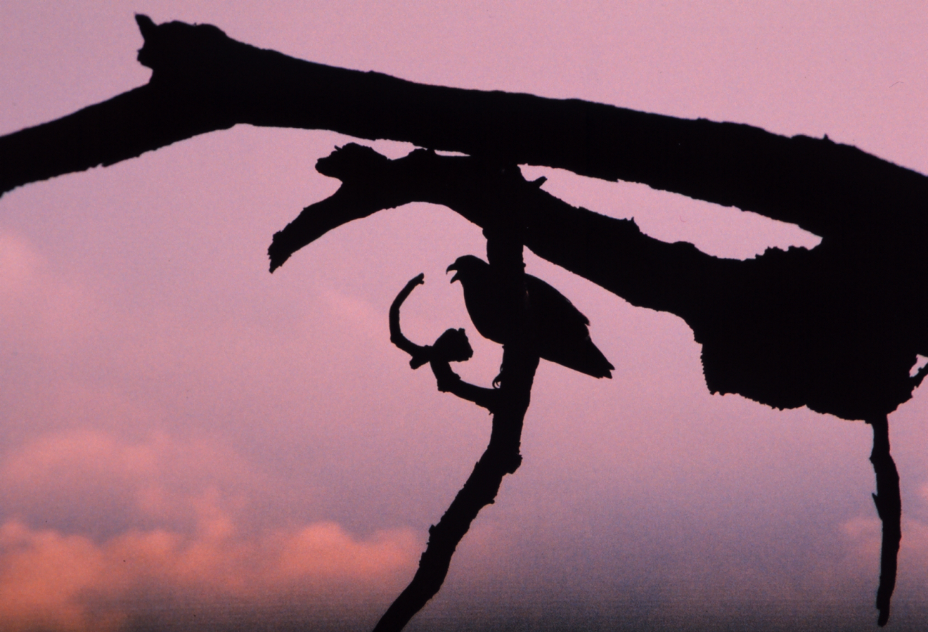 Evening silhouette of an osprey perched in a dead tree (Image credit: Mary Hollinger) Evening silhouette of an osprey perched in a dead tree