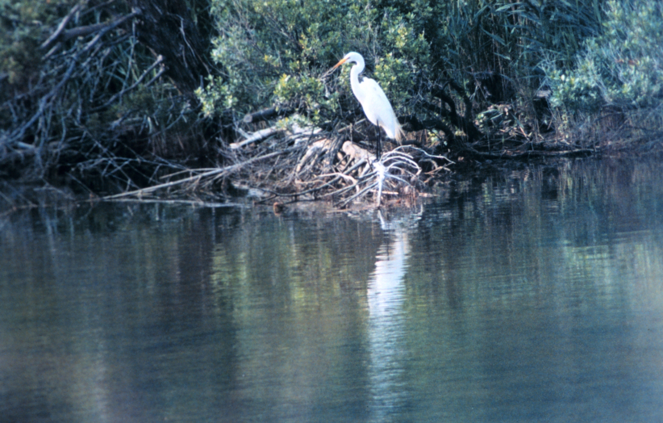 A Great Egret (Image credit: Mary Hollinger) A Great Egret