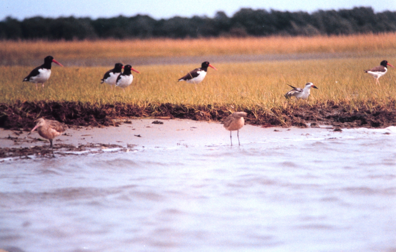 American Oystercatchers are the black and white birds with the reddish-orangebeaks (Image credit: Mary Hollinger) American Oystercatchers are the black and white birds with the reddish-orangebeaks
