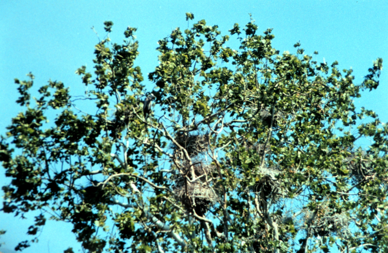 A Patuxent River Great Blue Heron nesting site, or heronry (Image credit: Mary Hollinger) A Patuxent River Great Blue Heron nesting site, or heronry