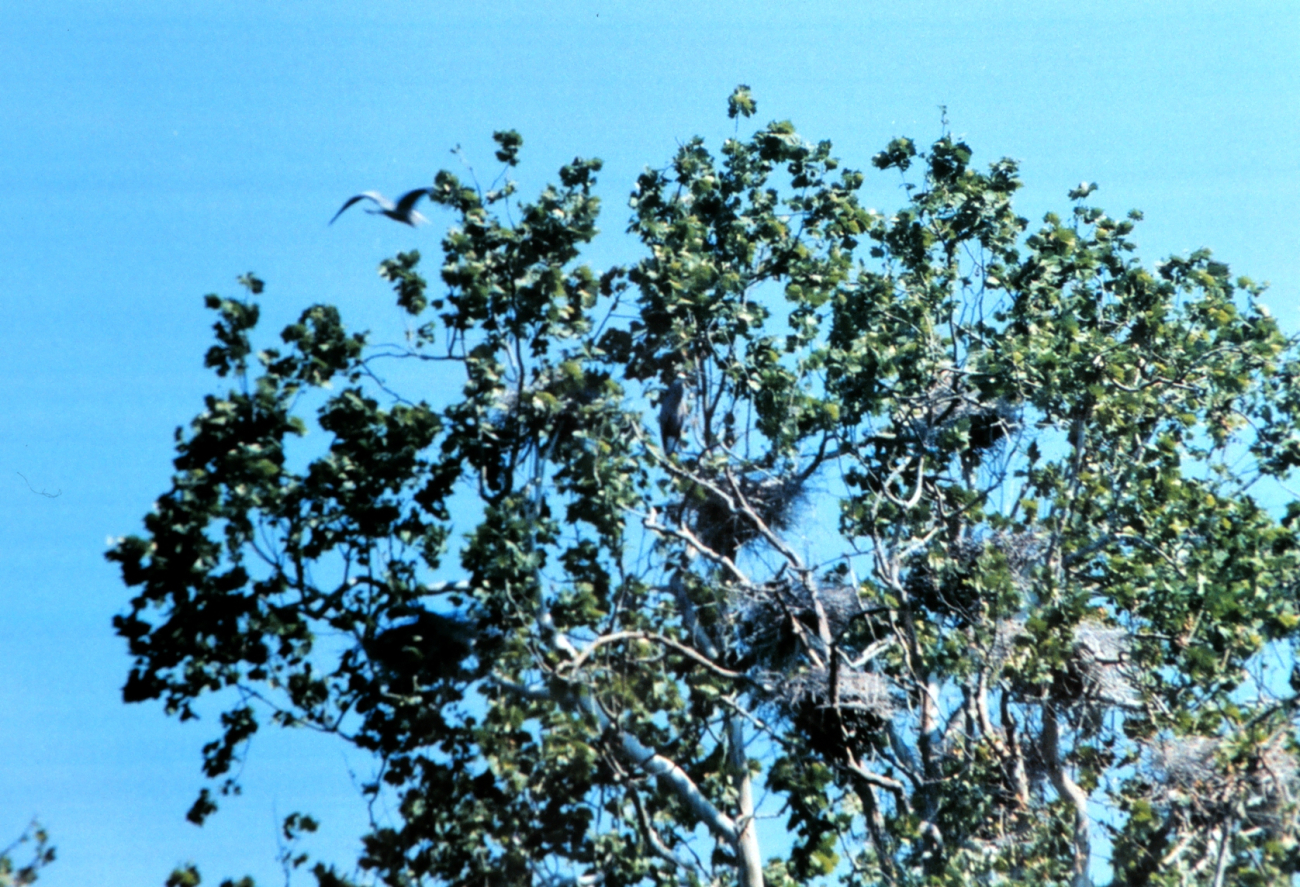 A Patuxent River Great Blue Heron nesting site, or heronry (Image credit: Mary Hollinger) A Patuxent River Great Blue Heron nesting site, or heronry