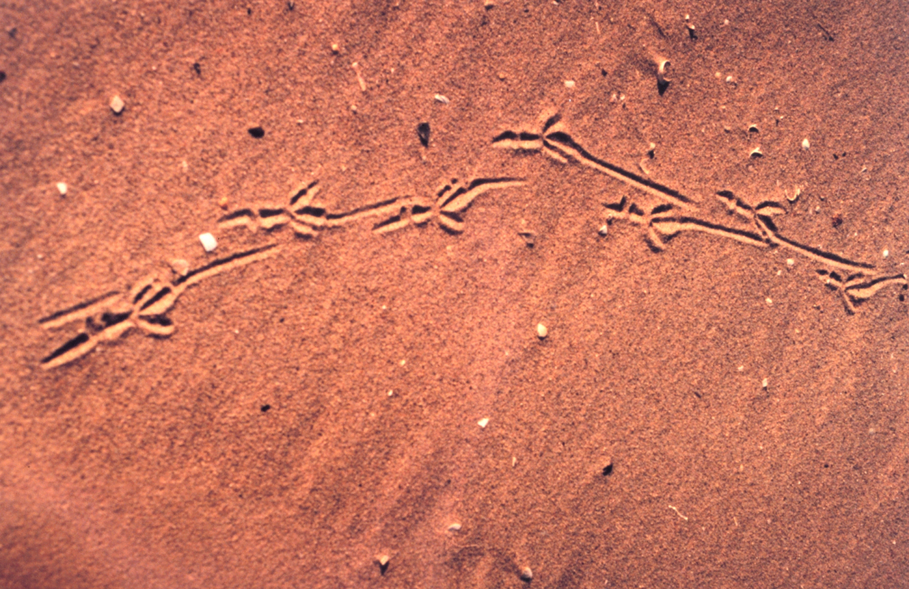 Footprints in the sand (Image credit: Mary Hollinger) Footprints in the sand