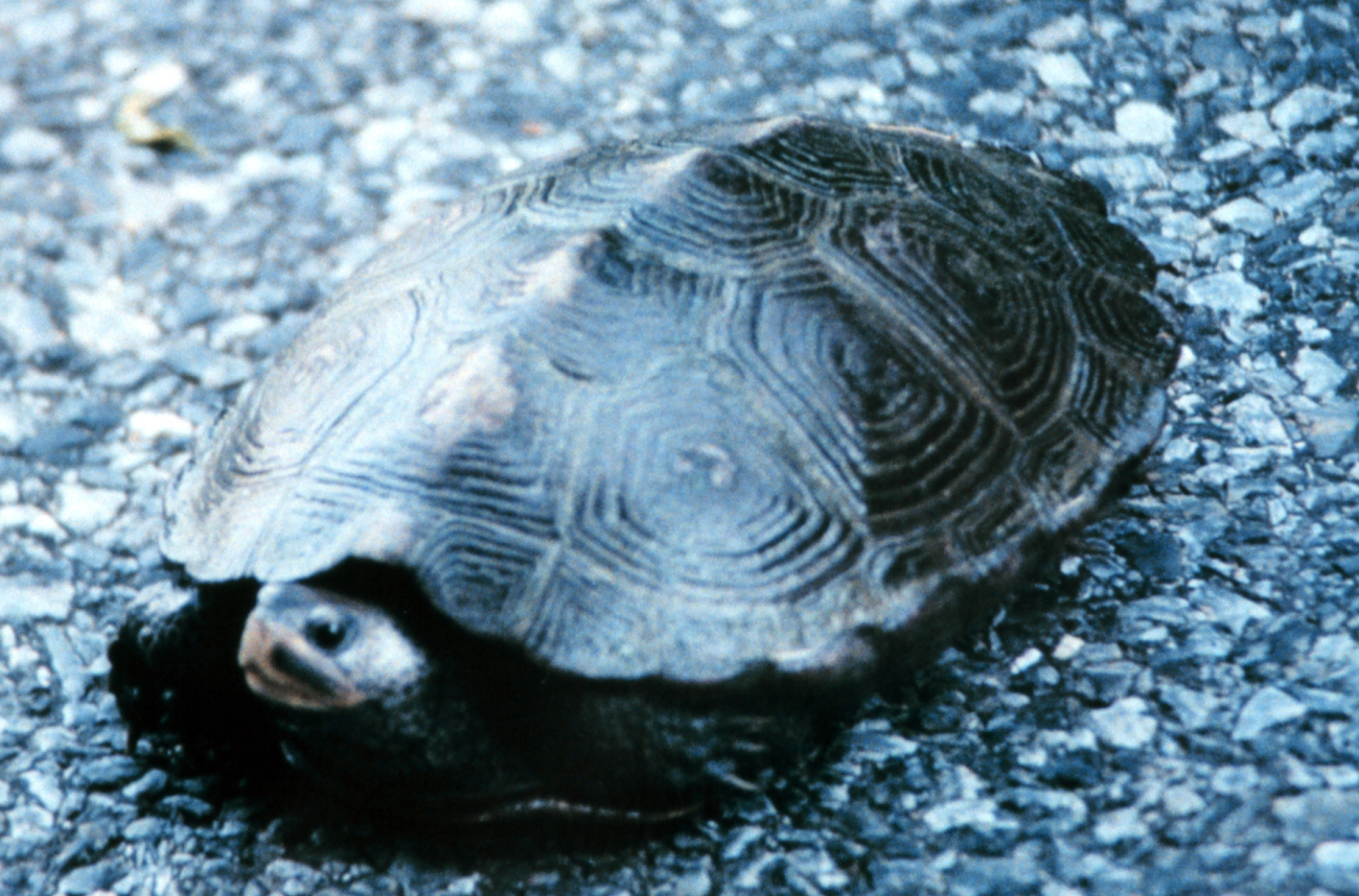 A female diamondback terrapin, probably looking for a good place to deposither eggs (Image credit: Mary Hollinger) A female diamondback terrapin, probably looking for a good place to deposither eggs