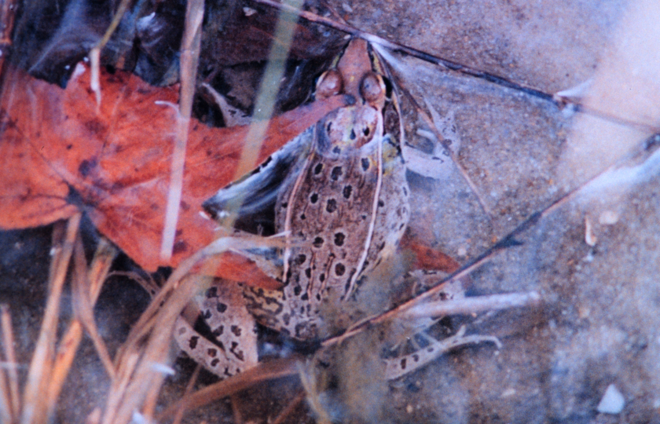 A well-camouflaged Leopard Frog sitting near the edge of a salt water creek (Image credit: Mary Hollinger) A well-camouflaged Leopard Frog sitting near the edge of a salt water creek