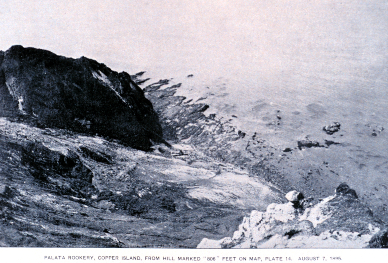 Palata fur seal rookery from Hill 806 (Image credit: N. Grebnitski | Archival photograph by Mr. Steve Nicklas) Palata fur seal rookery from Hill 806