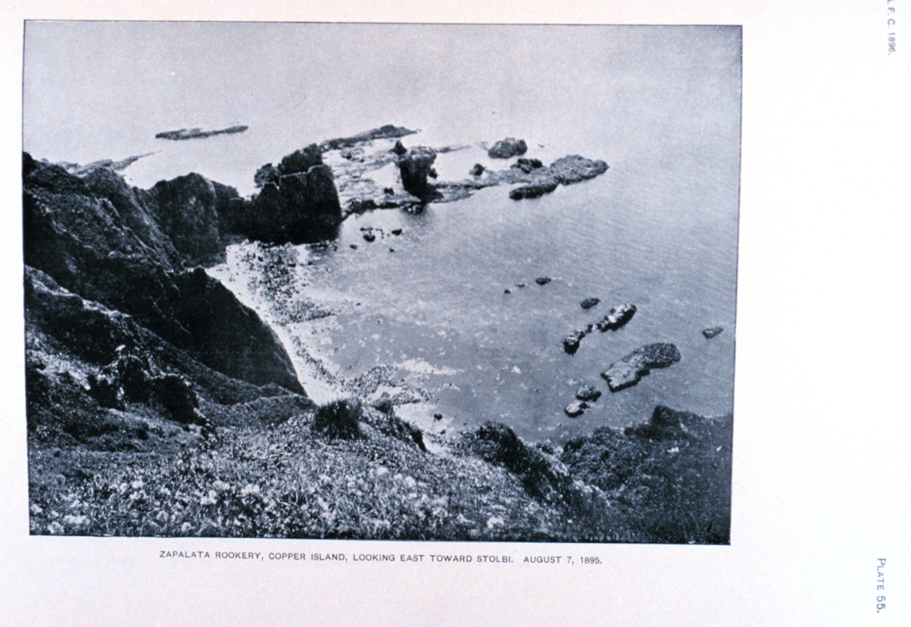 Zapalata fur seal rookery (Image credit: Archival photograph by Mr. Steve Nicklas) Zapalata fur seal rookery