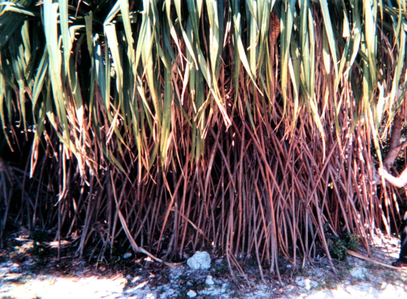 Spectacular vines at the Key West Garden Club gardens at the West Martello, apart of the Civil War era defenses of Key West on the south side of the island (Image credit: Captain Albert E. Theberge) Spectacular vines at the Key West Garden Club gardens at the West Martello, apart of the Civil War era defenses of Key West on the south side of the island