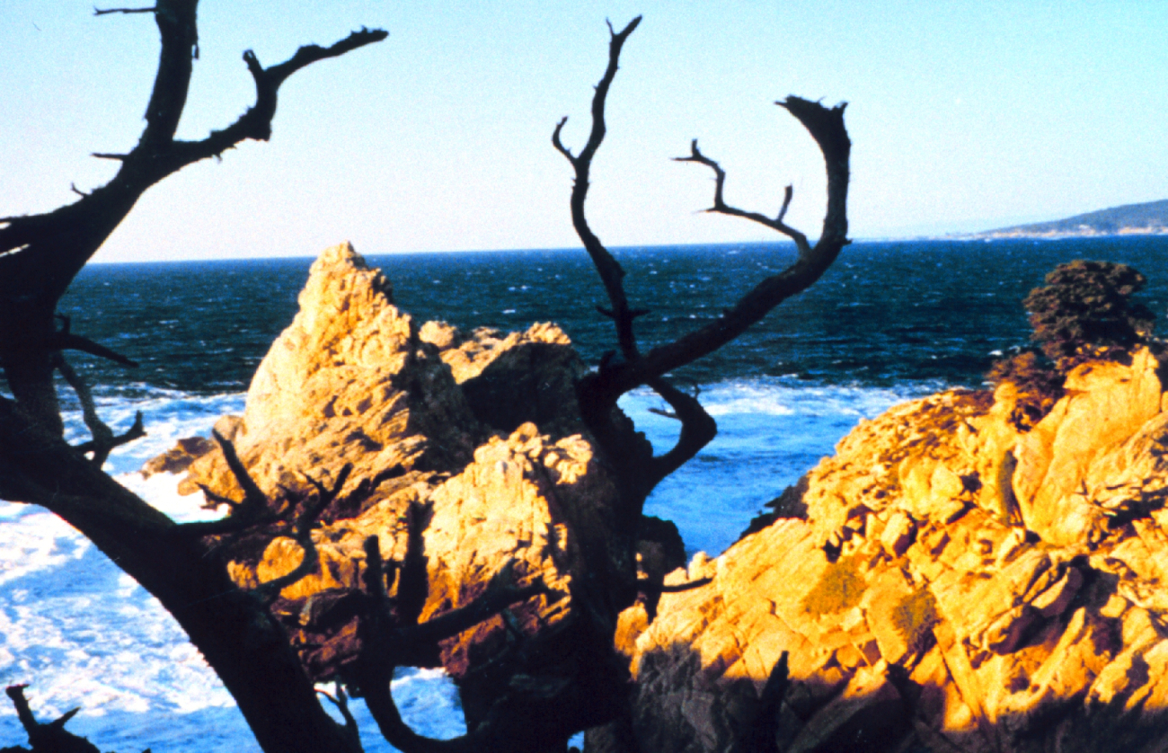 Point Lobos with sublime view of granite headland framed between branches of anancient Monterey cypress (Image credit: Captain Albert E. Theberge) Point Lobos with sublime view of granite headland framed between branches of anancient Monterey cypress