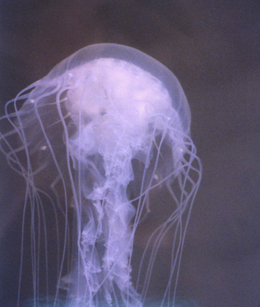 The bane of Chesapeake Bay swimmers, the stinging sea nettle, Chrysaoraquiquecirrha (Image credit: Mary Hollinger) The bane of Chesapeake Bay swimmers, the stinging sea nettle, Chrysaoraquiquecirrha