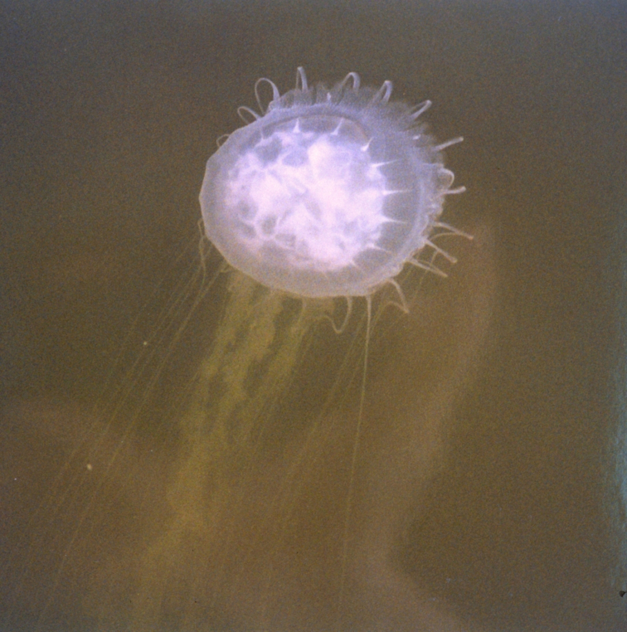 The bane of Chesapeake Bay swimmers, the stinging sea nettle, Chrysaoraquiquecirrha (Image credit: Mary Hollinger) The bane of Chesapeake Bay swimmers, the stinging sea nettle, Chrysaoraquiquecirrha