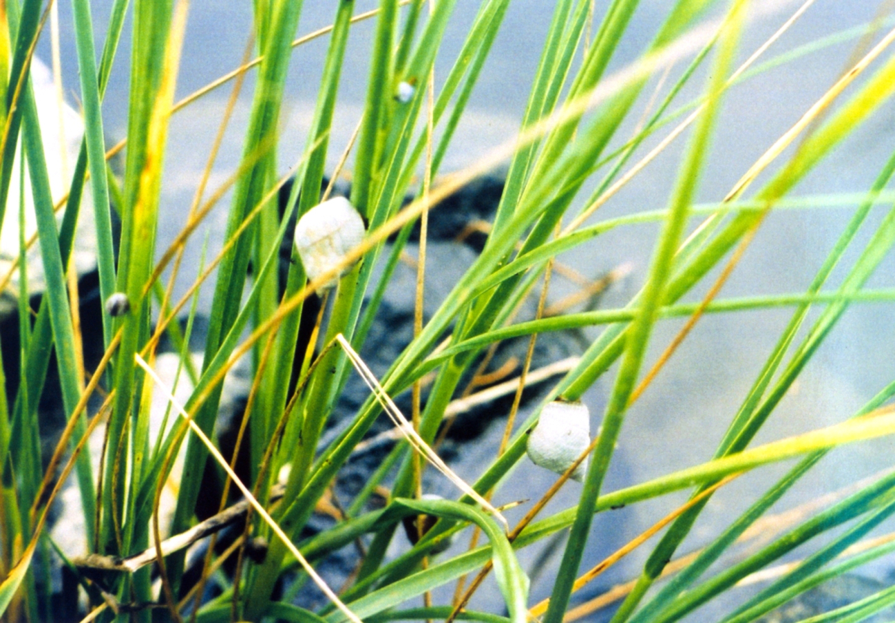 Marsh snails, Littorina littorina (Image credit: Mary Hollinger) Marsh snails, Littorina littorina