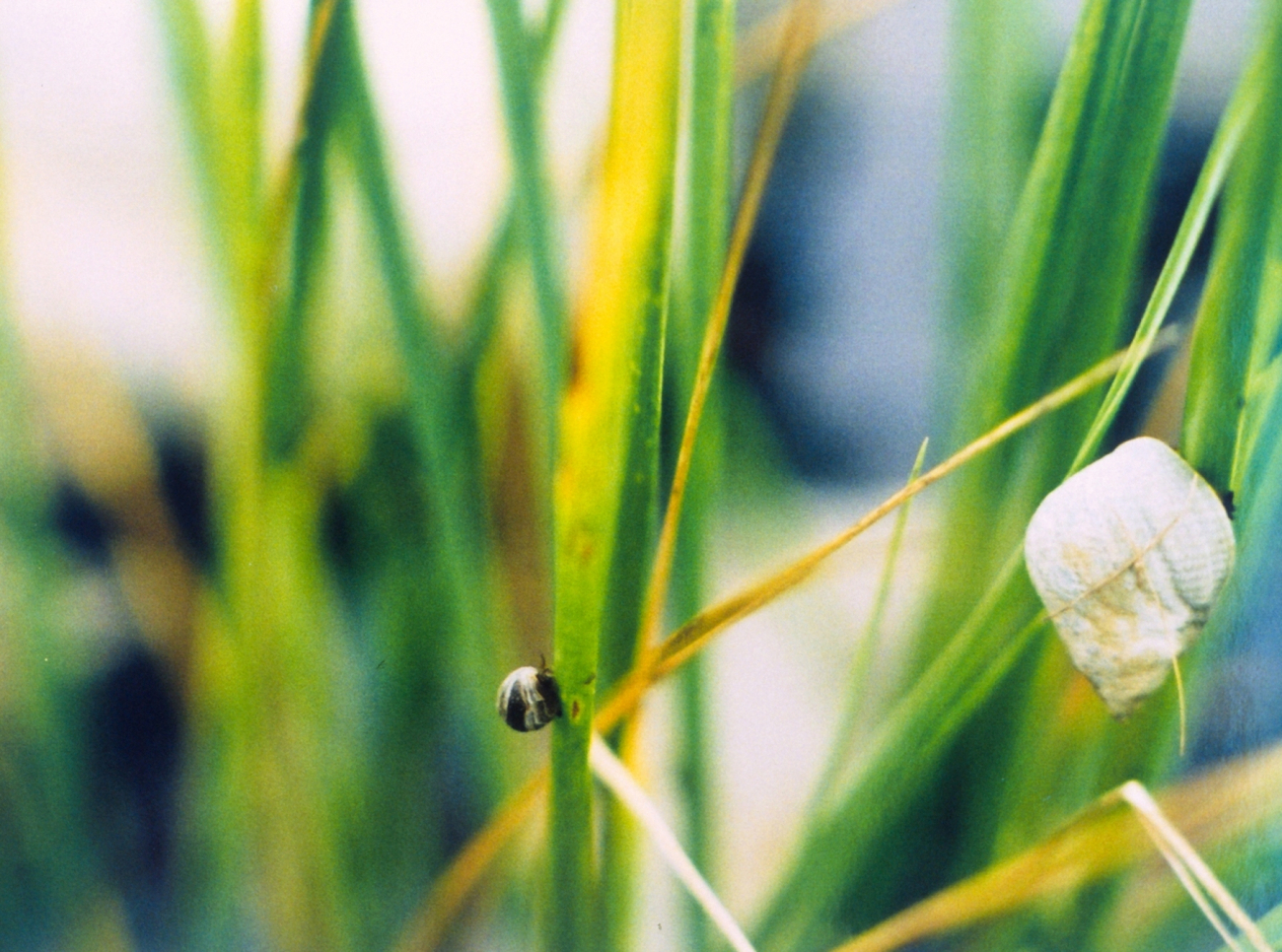 Two types of marsh snails (Image credit: Mary Hollinger) Two types of marsh snails