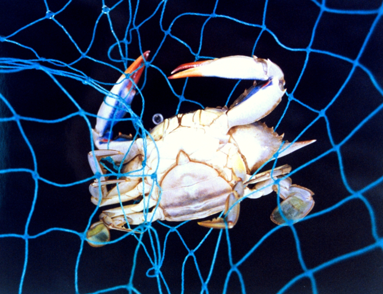 A mature blue crab, Callinectes sapidus, captured in a net (Image credit: Mary Hollinger) A mature blue crab, Callinectes sapidus, captured in a net