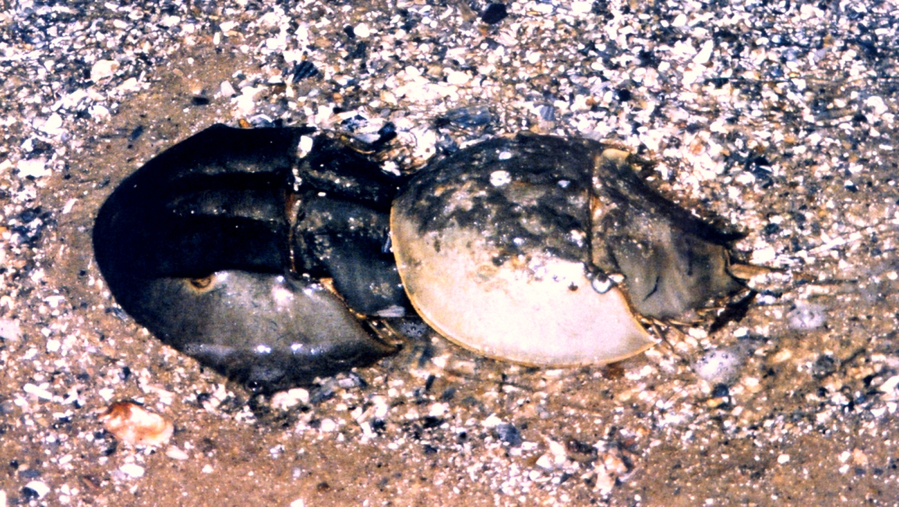 Class B pair of horseshoe crabs (Image credit: Mary Hollinger) Class B pair of horseshoe crabs