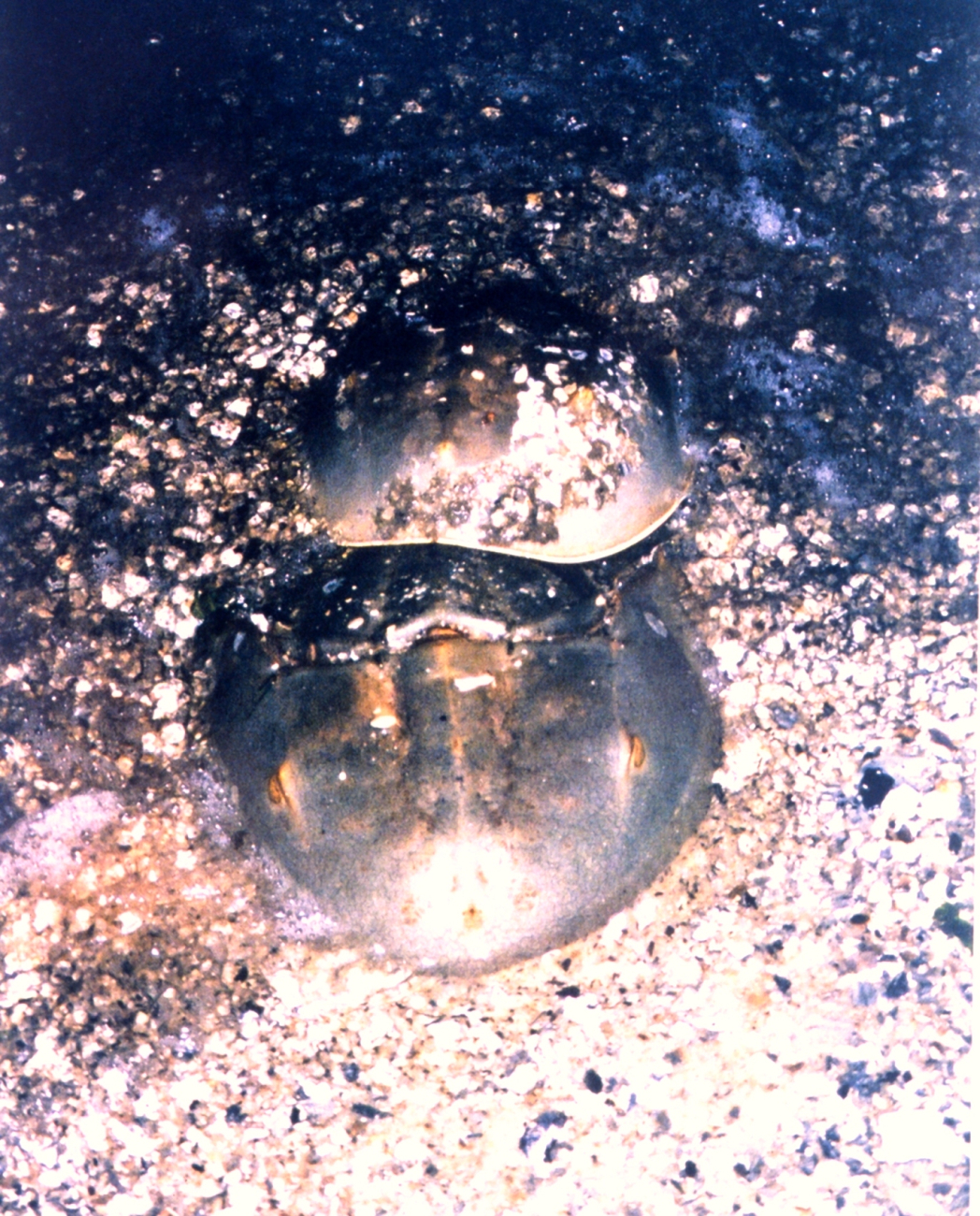 Class B pair of horseshoe crabs (Image credit: Mary Hollinger) Class B pair of horseshoe crabs