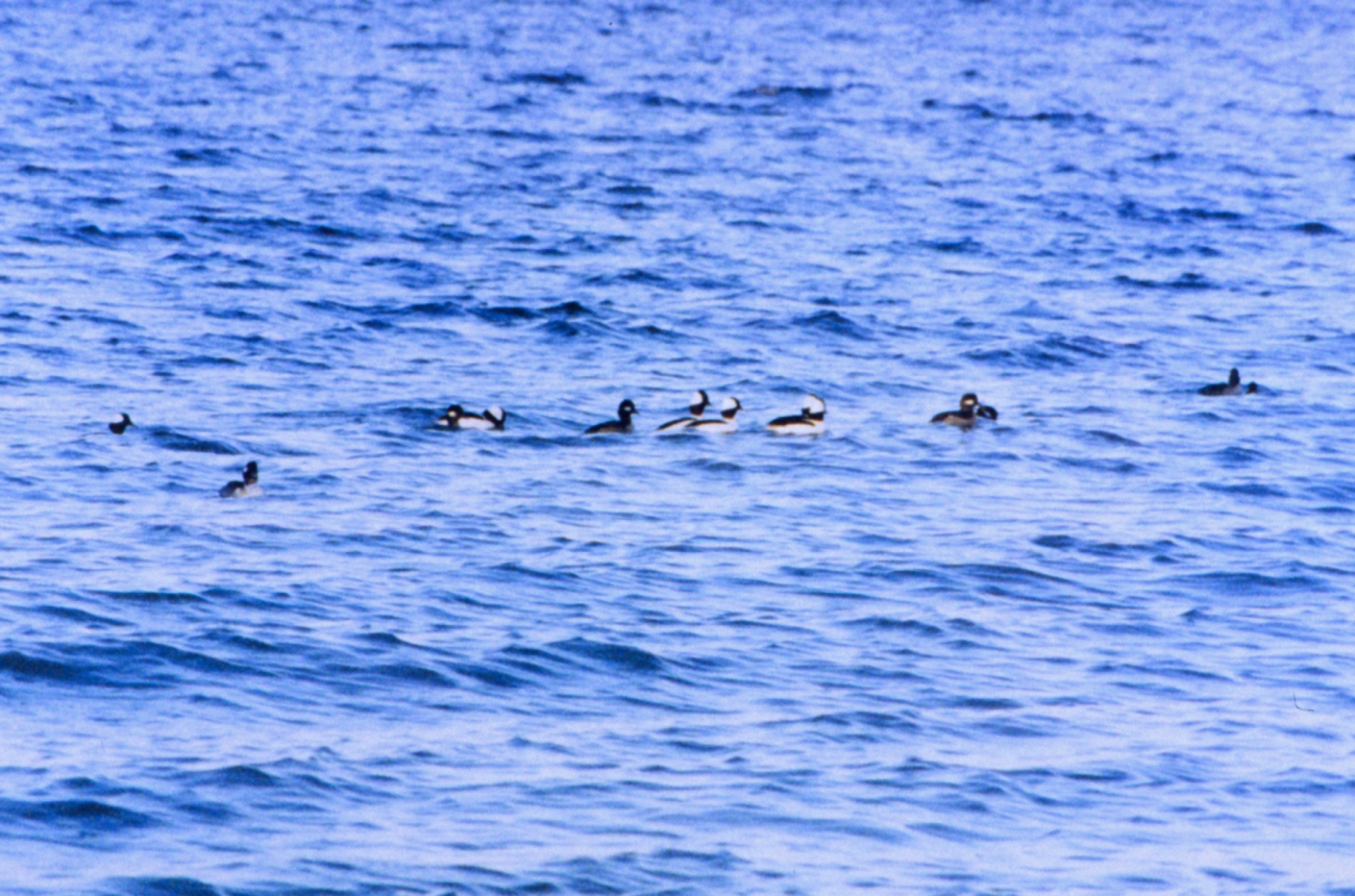 A flock of Buffleheads cruising the Patuxent River (Image credit: Mary Hollinger) A flock of Buffleheads cruising the Patuxent River