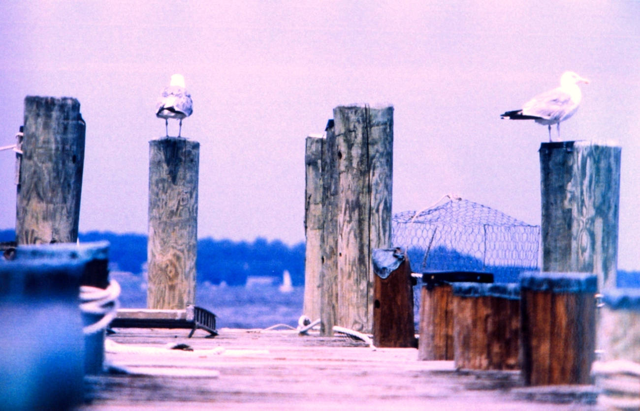 Gulls on a pier (Image credit: Mary Hollinger) Gulls on a pier