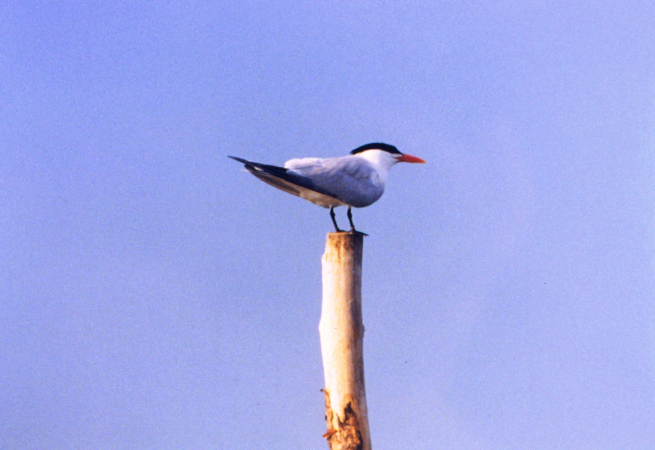 A Caspian Tern perched on a pole (Image credit: Mary Hollinger) A Caspian Tern perched on a pole