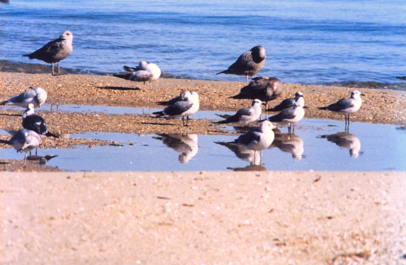 Sea gulls on a Patuxent River beach (Image credit: Mary Hollinger) Sea gulls on a Patuxent River beach