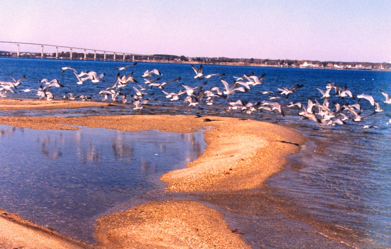 Sea gulls on a Patuxent River beach (Image credit: Mary Hollinger) Sea gulls on a Patuxent River beach