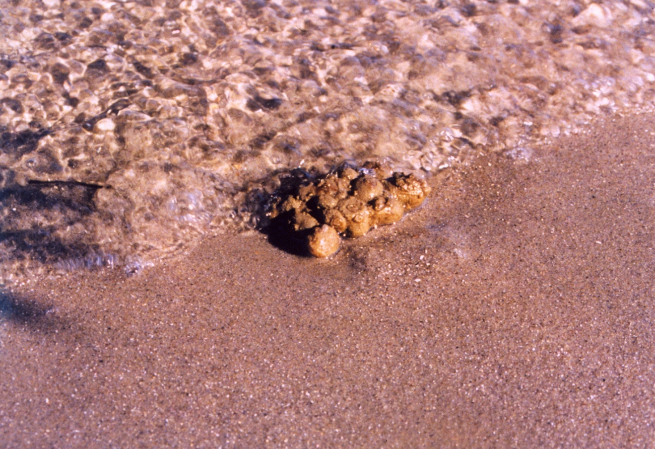 Sea squirts washing ashore (Image credit: Mary Hollinger) Sea squirts washing ashore
