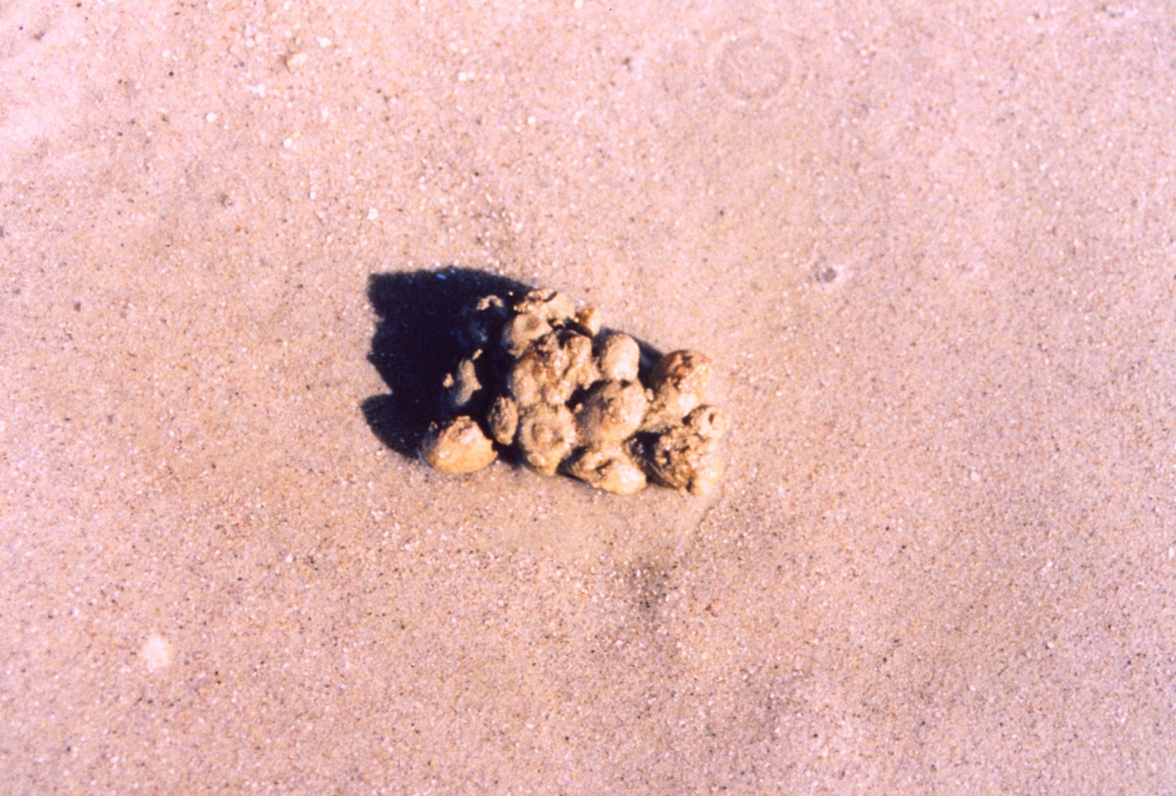 Sea squirts (Image credit: Mary Hollinger) Sea squirts