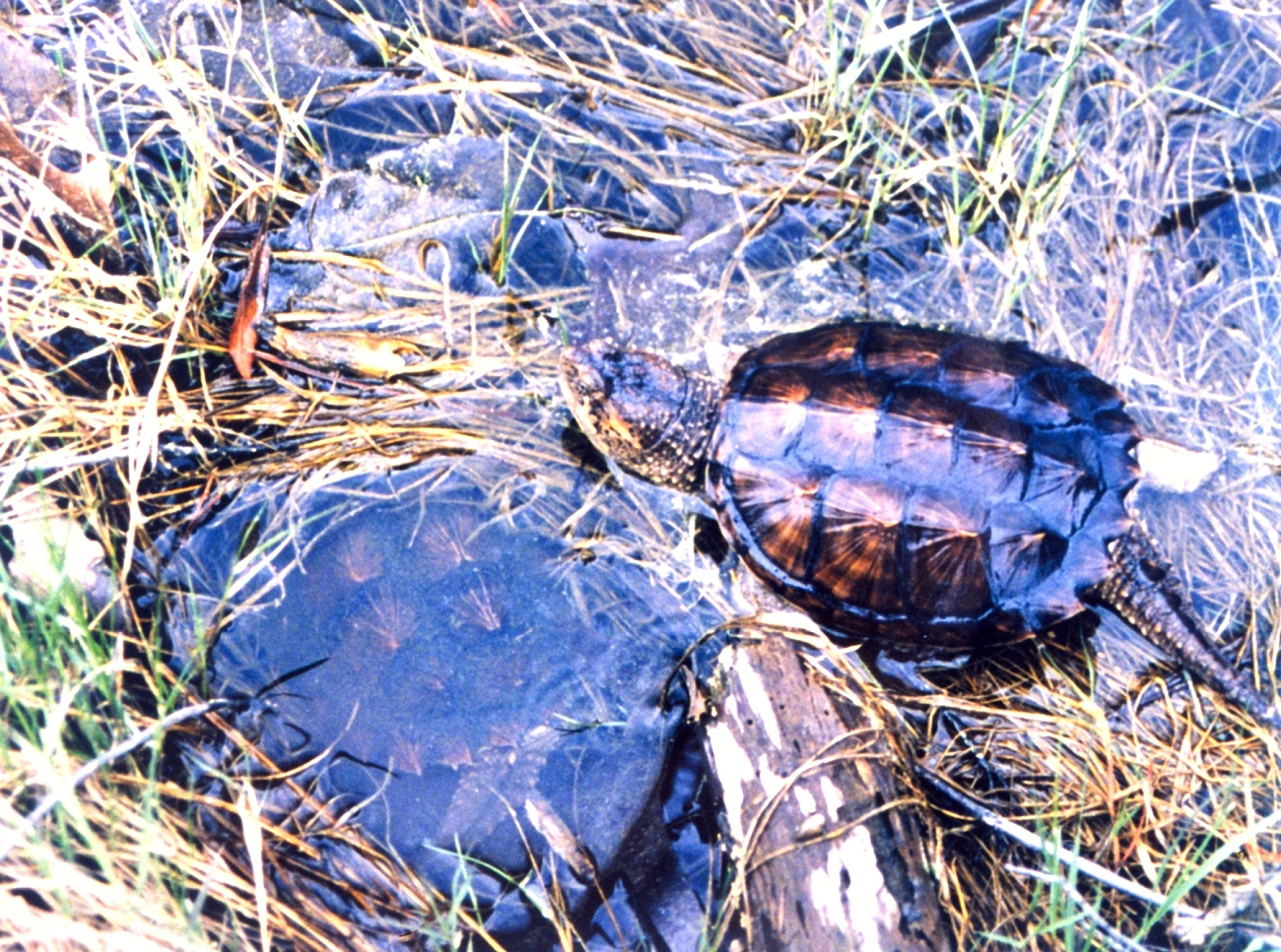 Young snapping turtles being released into the wild (Image credit: Mary Hollinger) Young snapping turtles being released into the wild
