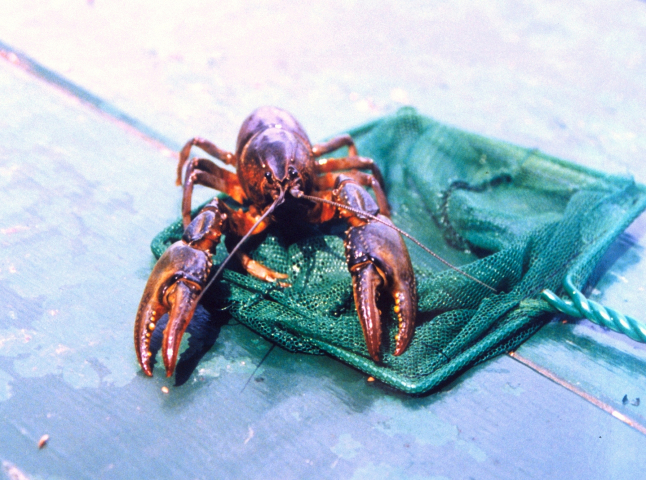 Crayfish found in a salt water pond near the Patuxent River (Image credit: Mary Hollinger) Crayfish found in a salt water pond near the Patuxent River