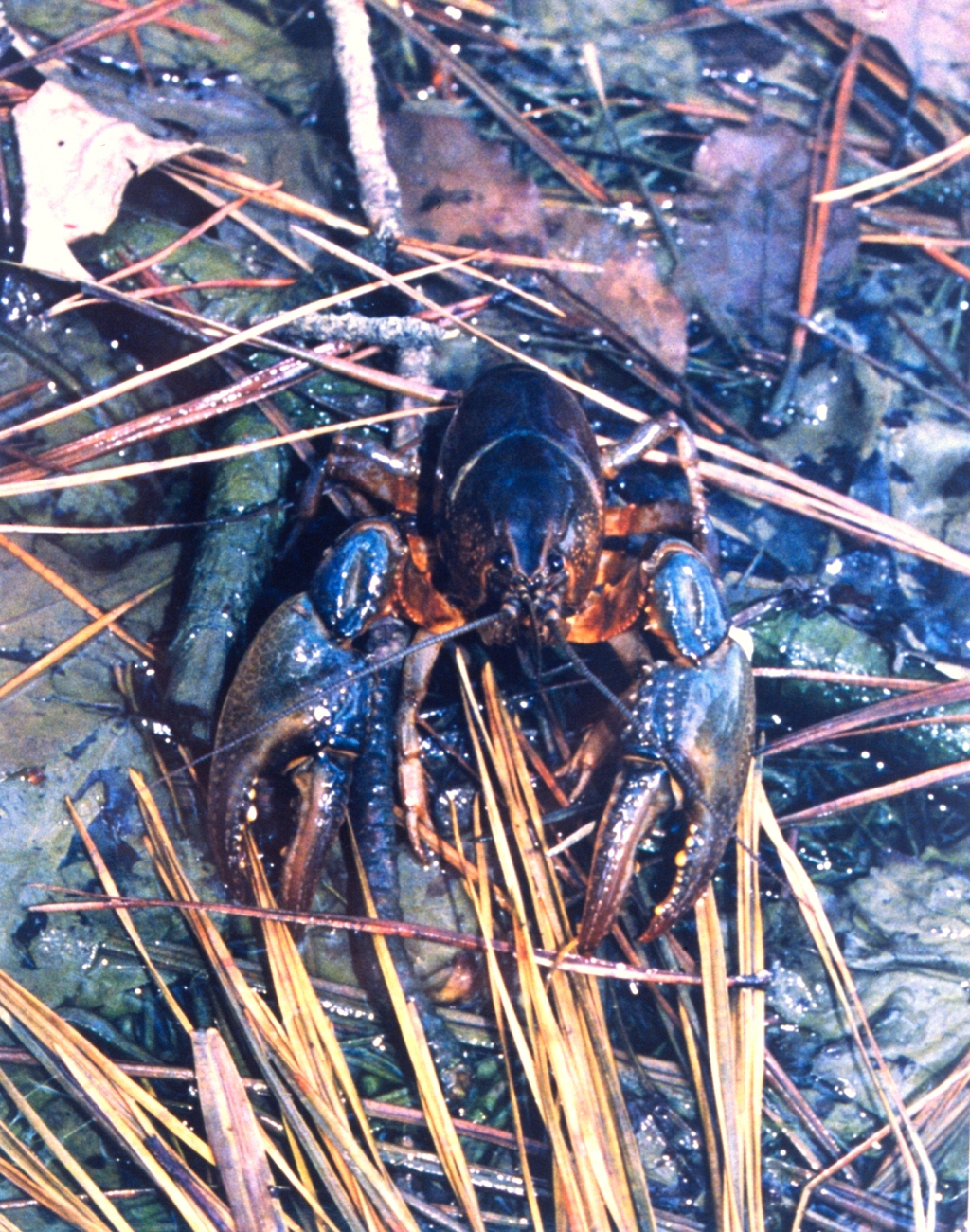 Crayfish found in a salt water pond near the Patuxent River (Image credit: Mary Hollinger) Crayfish found in a salt water pond near the Patuxent River