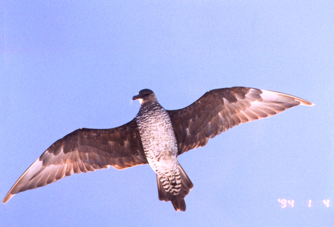 Sea bird hovering overhead (Image credit: Mary Hollinger) Sea bird hovering overhead