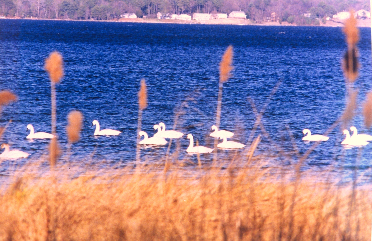 Tundra swans near the mouth of the Patuxent River (Image credit: Mary Hollinger) Tundra swans near the mouth of the Patuxent River