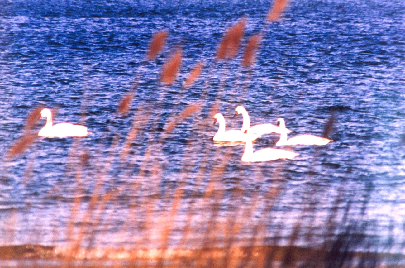 Tundra swans near the mouth of the Patuxent River (Image credit: Mary Hollinger) Tundra swans near the mouth of the Patuxent River