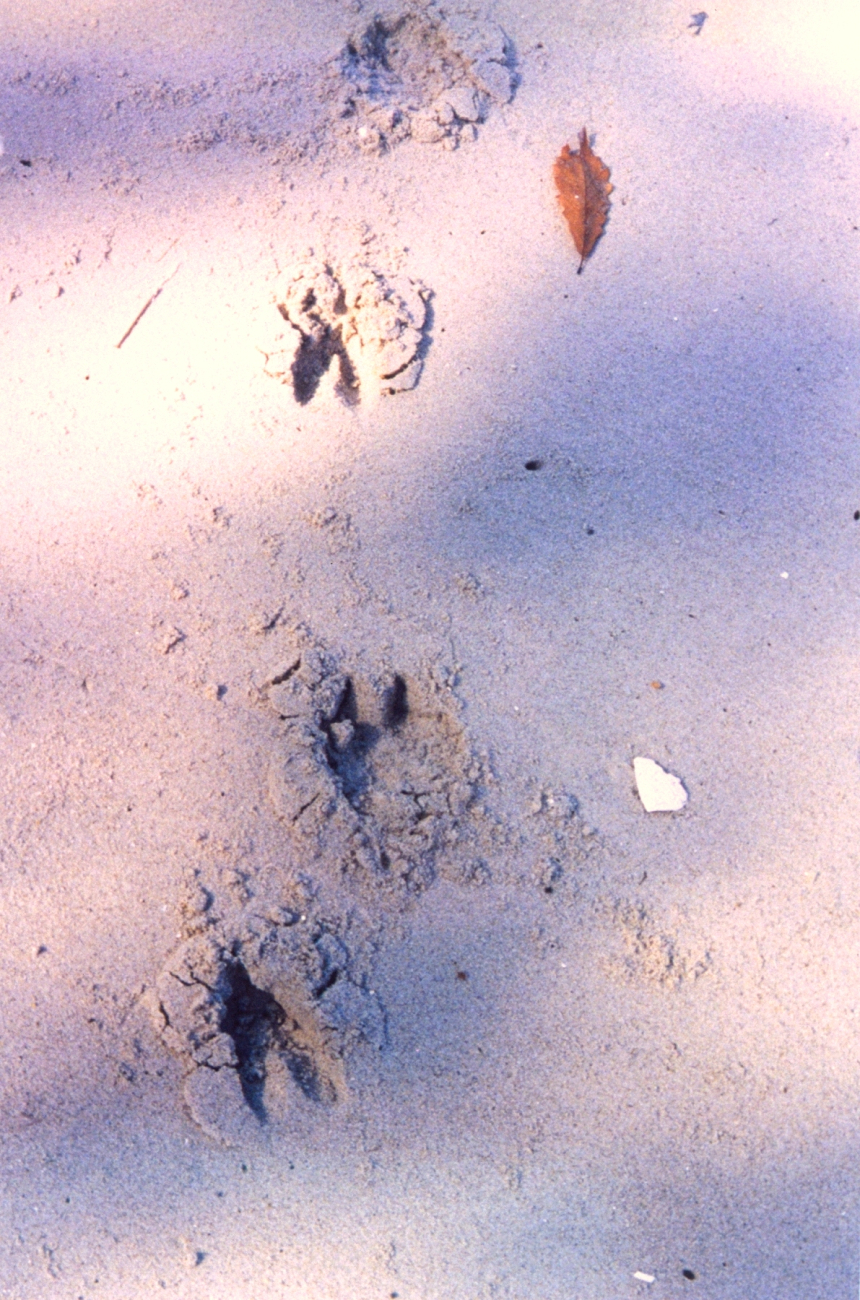 Deer tracks on the beach (Image credit: Mary Hollinger) Deer tracks on the beach