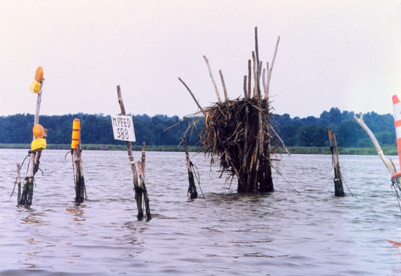 Pound net posts are taken over by osprey, who built their home there (Image credit: Mary Hollinger) Pound net posts are taken over by osprey, who built their home there