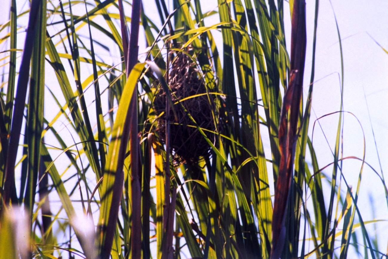Bird nest, possibly built by a marsh wren, attached to marsh grass (Image credit: Mary Hollinger) Bird nest, possibly built by a marsh wren, attached to marsh grass