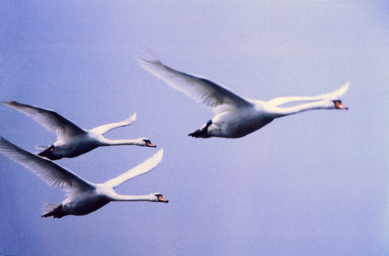 Mute swans in flight (Image credit: Mary Hollinger) Mute swans in flight
