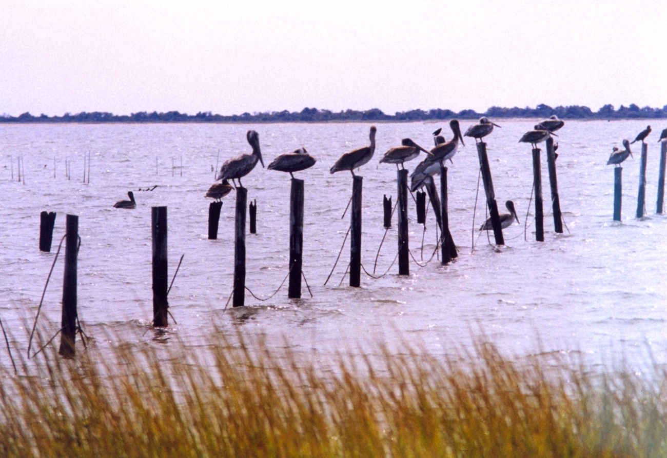 Pelicans on a post (Image credit: Mary Hollinger) Pelicans on a post
