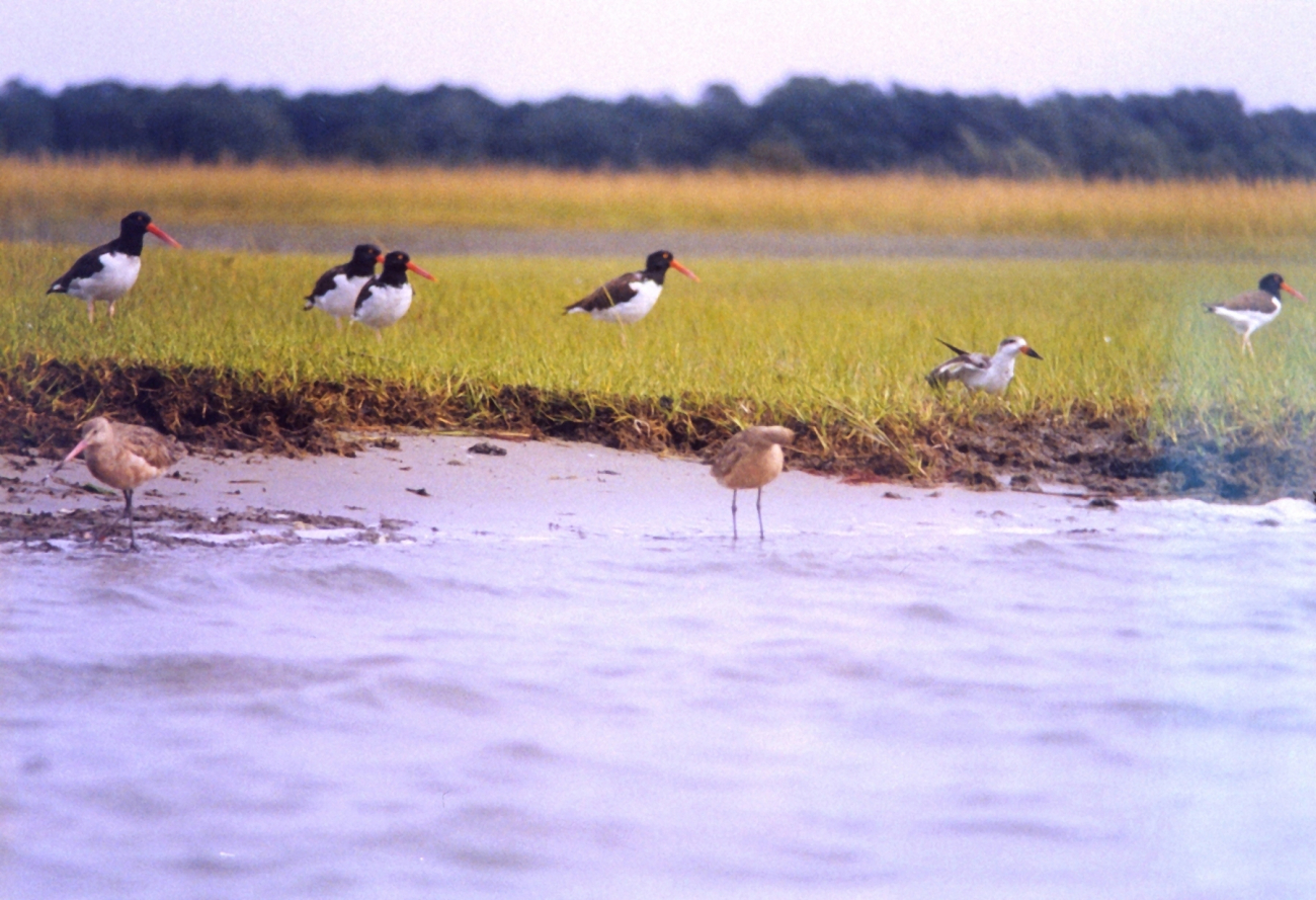 Oystercatchers (Image credit: Mary Hollinger) Oystercatchers