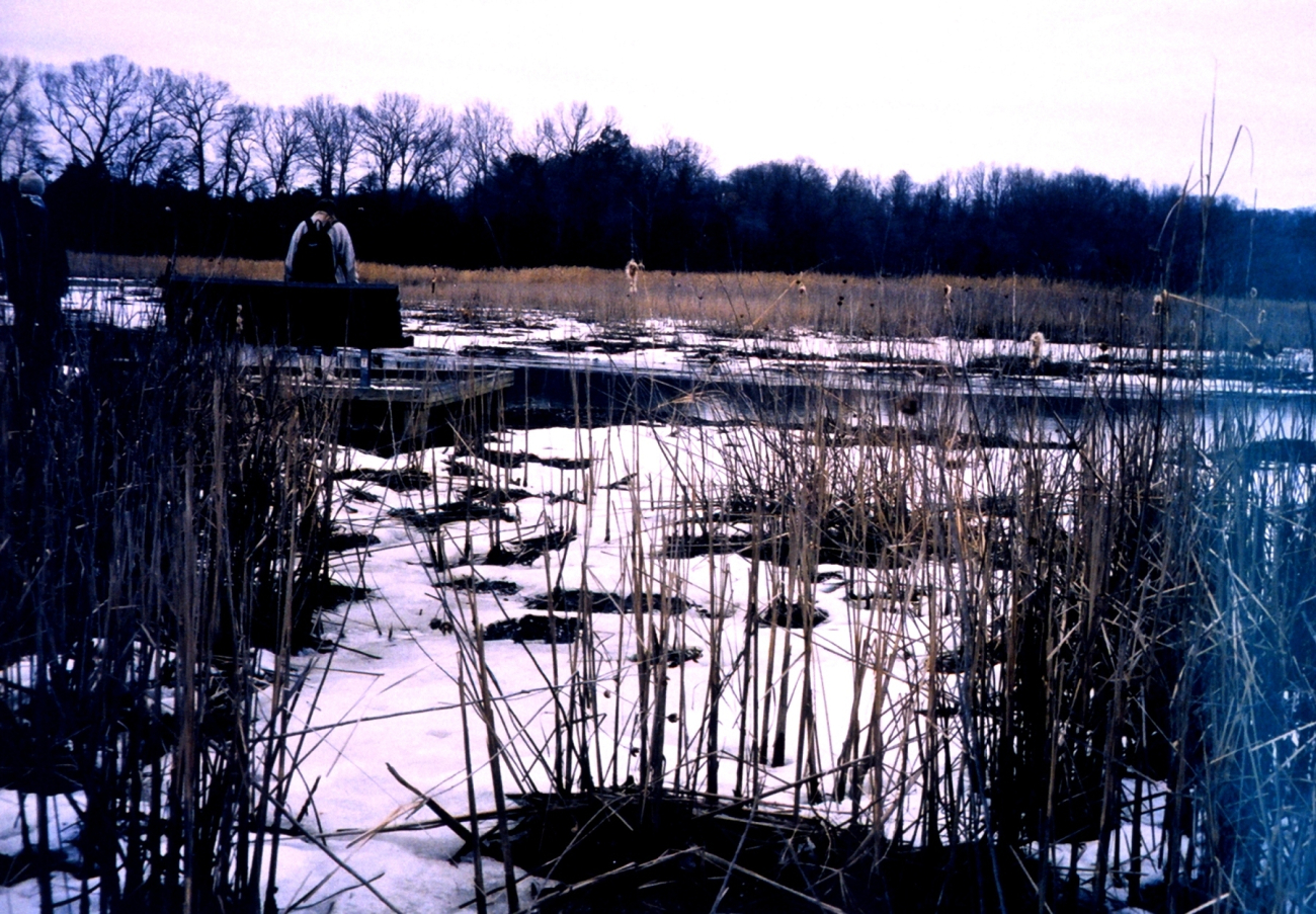 Snow in the marsh (Image credit: Mary Hollinger) Snow in the marsh