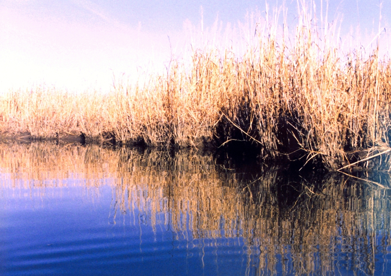 Reflections of a Patuxent River marsh (Image credit: Mary Hollinger) Reflections of a Patuxent River marsh