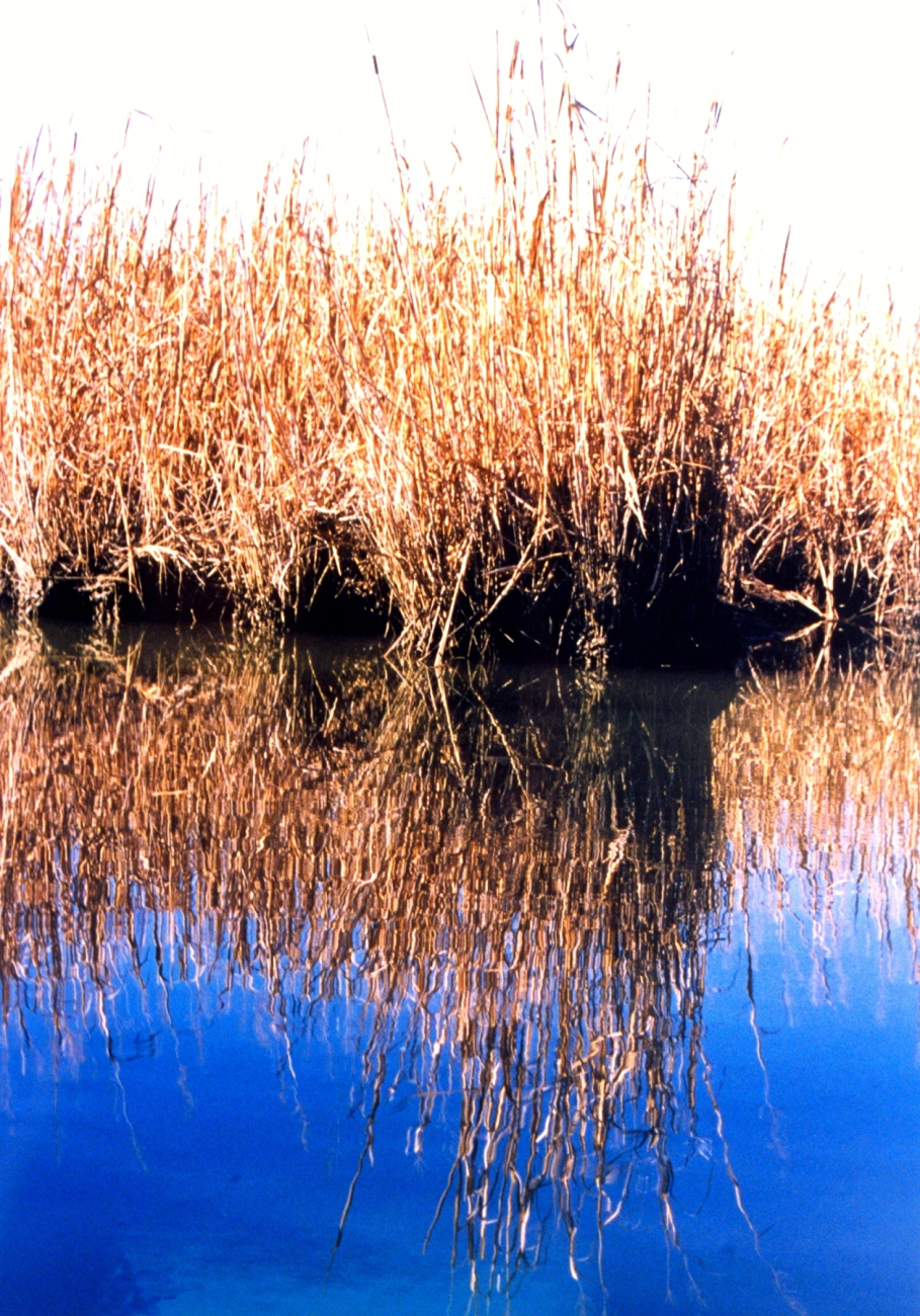 Reflections of a Patuxent River marsh (Image credit: Mary Hollinger) Reflections of a Patuxent River marsh