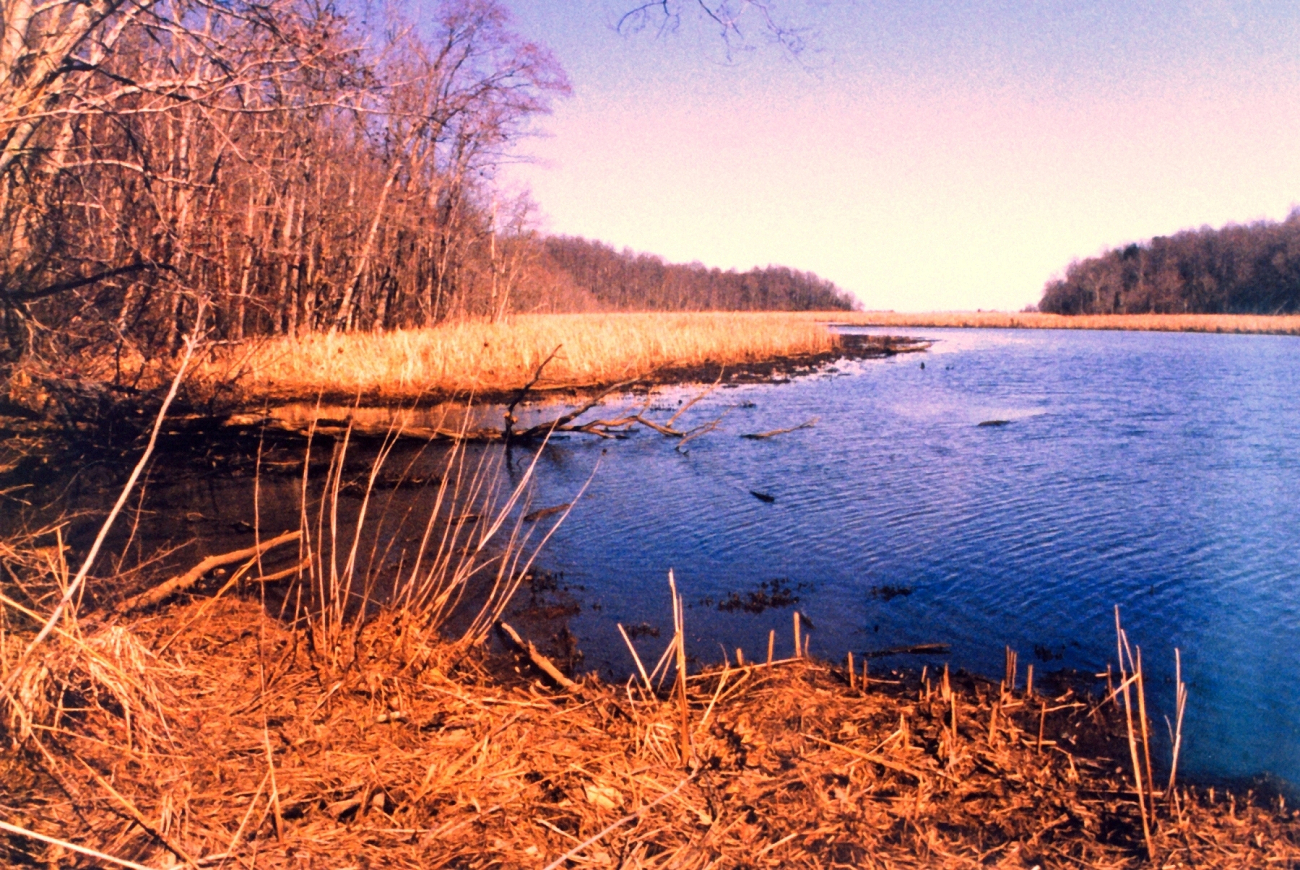 Parkers Creek, off Chesapeake Bay, in the American Chestnut Land Trust Area (Image credit: Mary Hollinger) Parkers Creek, off Chesapeake Bay, in the American Chestnut Land Trust Area