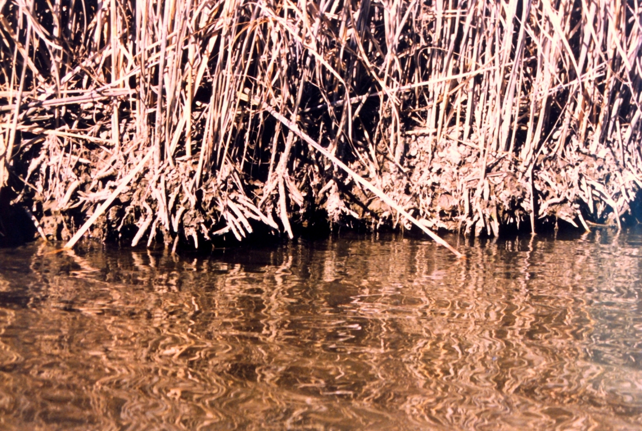 Winter marsh shoreline (Image credit: Mary Hollinger) Winter marsh shoreline