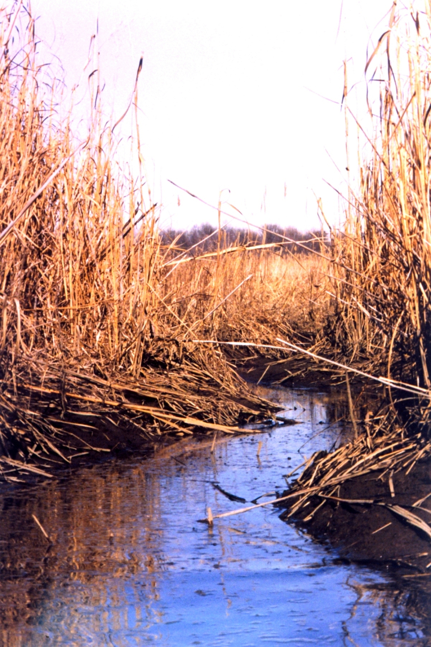 Winter marsh at low tide (Image credit: Mary Hollinger) Winter marsh at low tide