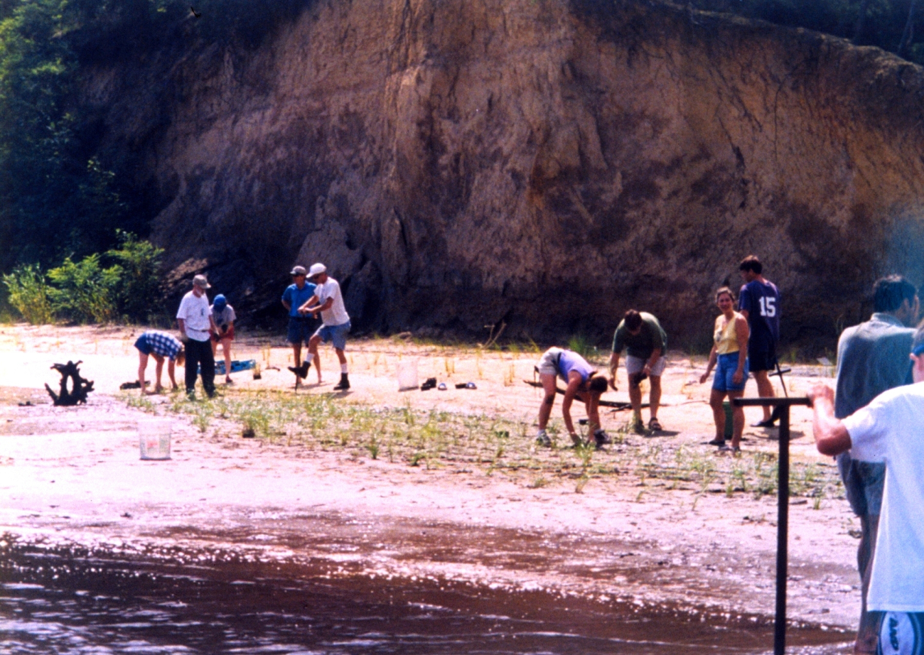 Replanting marsh grass in an effort to protect and rebuild this beach nearAnnapolis (Image credit: Mary Hollinger) Replanting marsh grass in an effort to protect and rebuild this beach nearAnnapolis